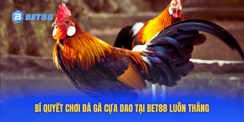 Bet88 bật mí cách chơi đá gà cựa dao luôn thắng