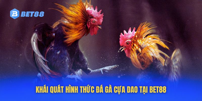 Đá gà cựa dao BET88 các thông tin cơ bản cần biết 