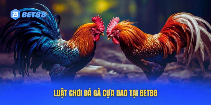 Sức hấp dẫn đá gà cựa dao đến từ nhiều khía cạnh